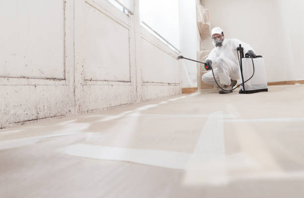 Black mold remediation team in Paradise Valley